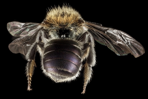 брюшко пчелы