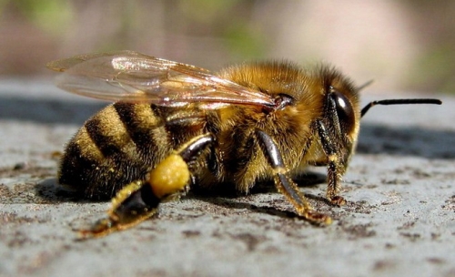 серая горная кавказская пчела
