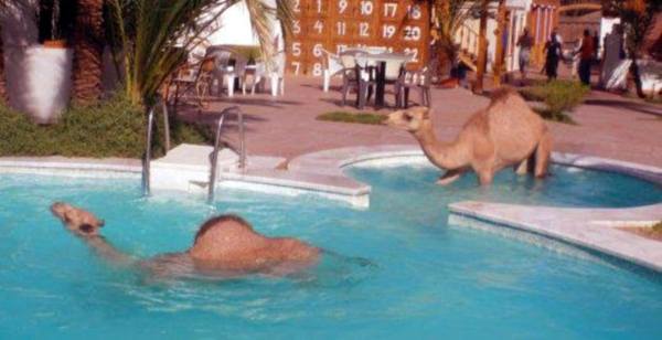 плавающий верблюд