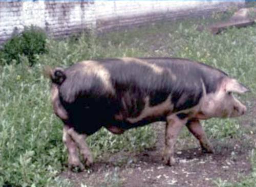 свинья породы Миргородская