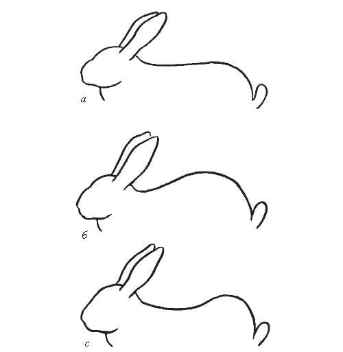верхняя линия спины кролика