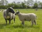Биологические и экстерьерные особенности овец
