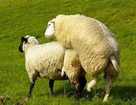 Как разводить овец?