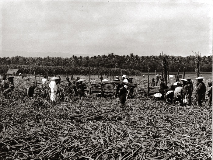 история выращивания сахарного тростника