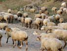 Как откармливать овец