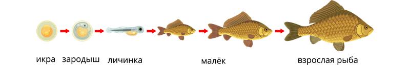 Жизненный цикл рыб