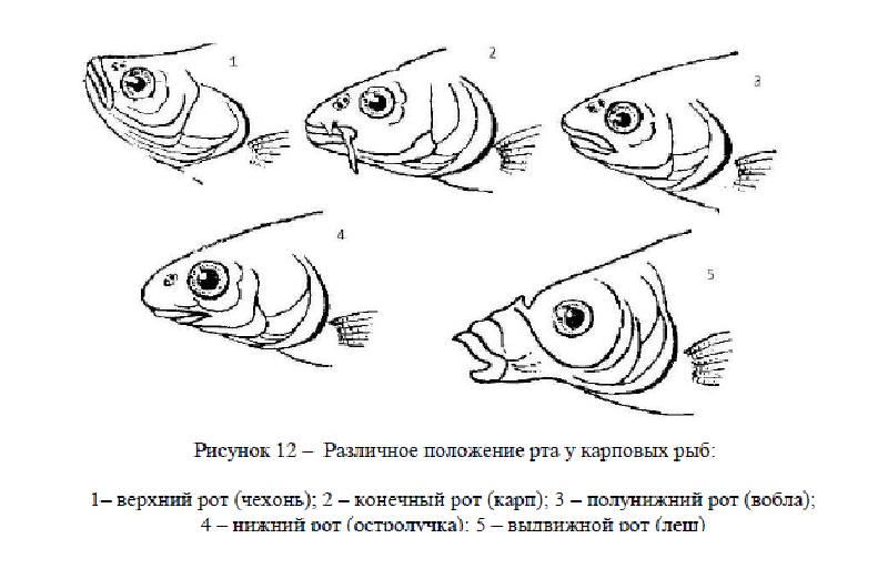 различное положение рта карповых рыб