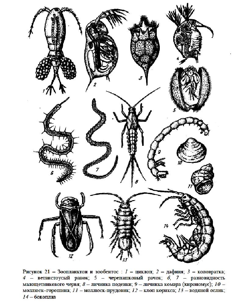 Зоопланктон и зообентос