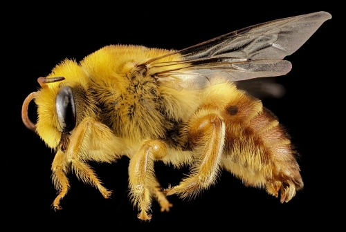 пчела
