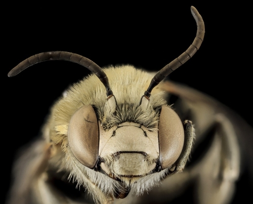 голова пчелы
