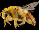 Строение пчелы