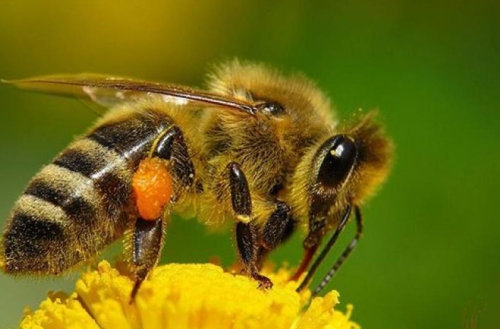 степная украинская пчела