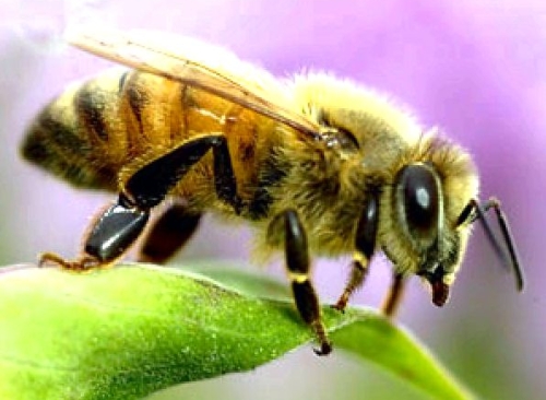 желтая кавказская пчела