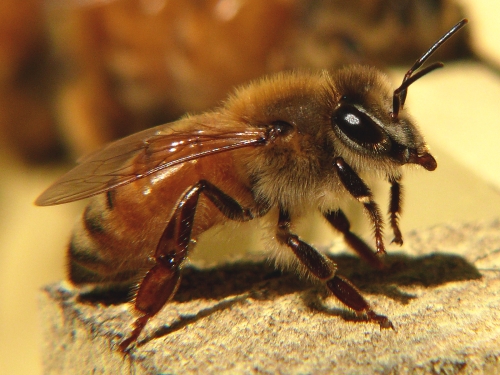 итальянская пчела