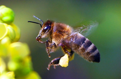 краинская пчела