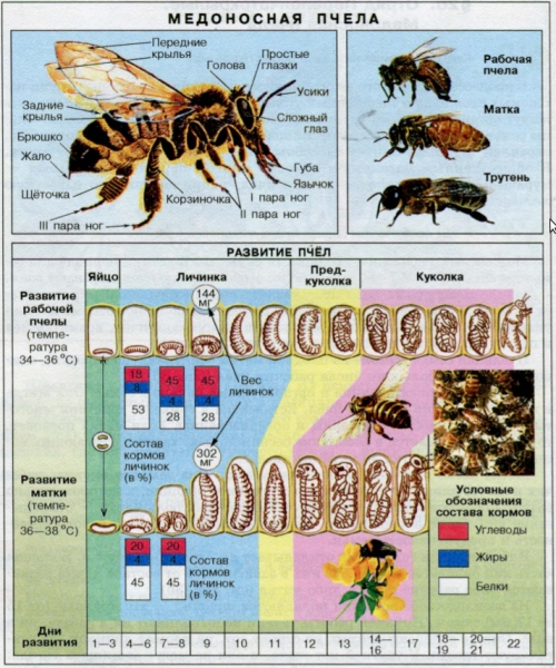 этапы развития пчелиной матки и рабочей пчелы