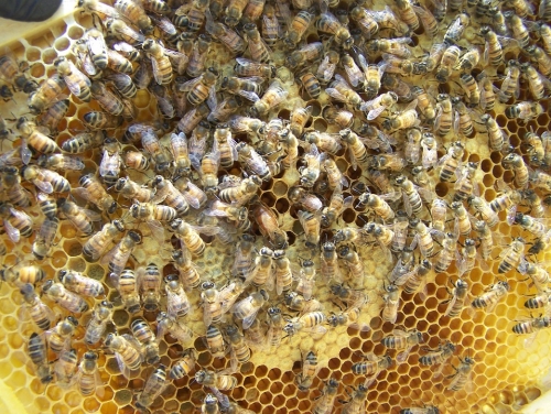 рабочие пчелы