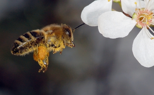 летные пчелы