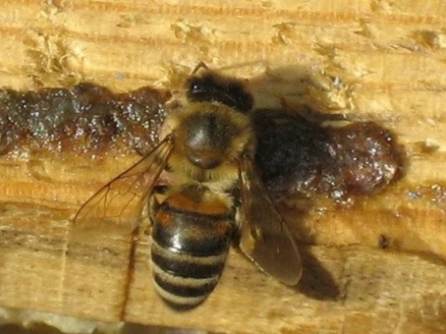 Для полировки сот, заделки мелких щелей в ульях пчёлы применяют прополис.