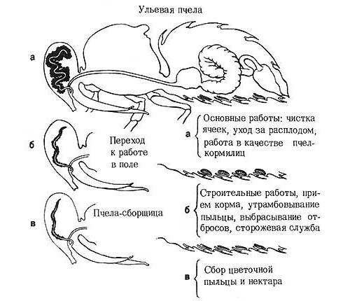 Схема развития некоторых важных органов пчелы на разных этапах ее жизни