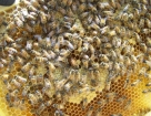 Рабочие пчелы