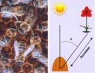Поведение пчёл и ориентировка их в пространстве
