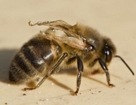 Болезни пчёл