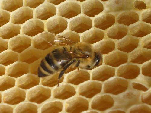 пчела, соты