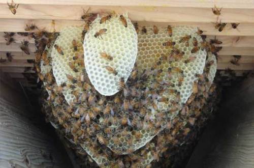 пчелы строят соты
