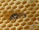 Как пчелы строят соты