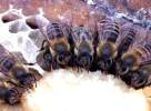 Питание пчелиной семьи