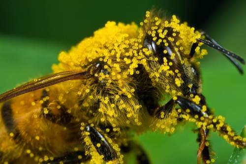 пчела, обсыпанная пыльцой