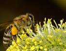 Цветочная пыльца и штанишки пчел