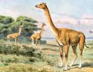 Происхождение и история верблюдов