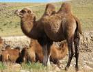 Различия между диким и домашним верблюдом