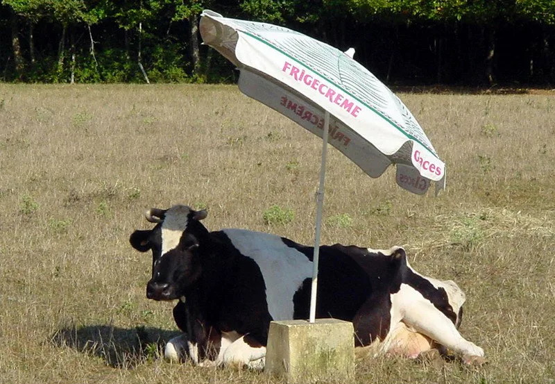 корова под зонтиком