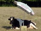 Тепловой стресс у коров