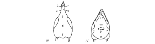 Стати тела курицы - вид спереди и сзади