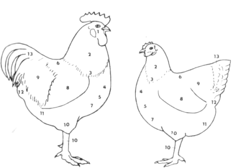 Стати тела петуха и курицы