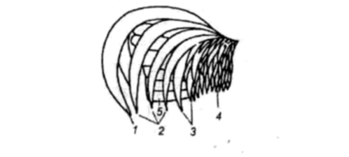 структура хвоста у петуха