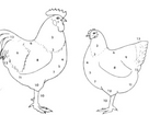 Строение тела курицы