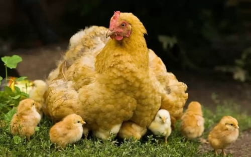 цыплята с наседкой