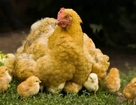 Выращивание цыплят с наседкой. Как подсаживать цыплят к наседке?