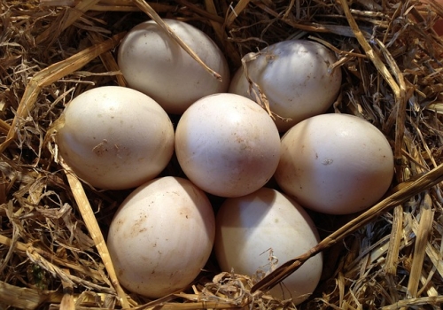 куриные яйца в гнезде