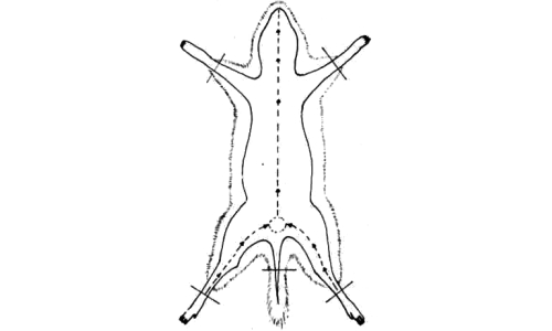 Схема разреза на брюшной стороне при снятии шкурки с шиншиллы