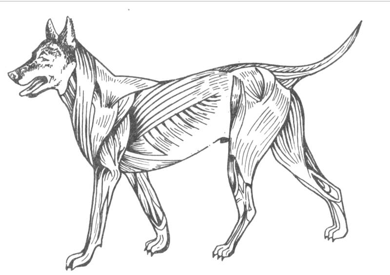 мускулатура собаки