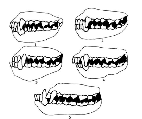 Форма смыкания зубов собаки