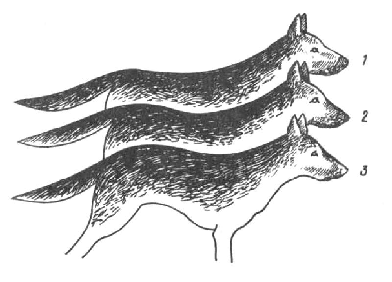 форма спины у собаки