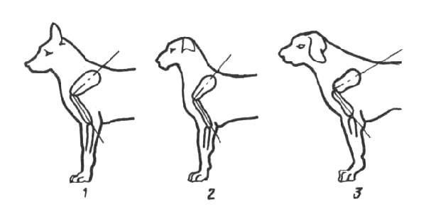 Форма плеча собаки