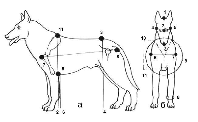 Измерение собак